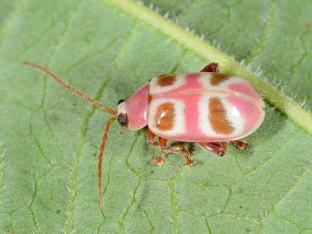 Blepharida (Blepharida) - Picture Insect