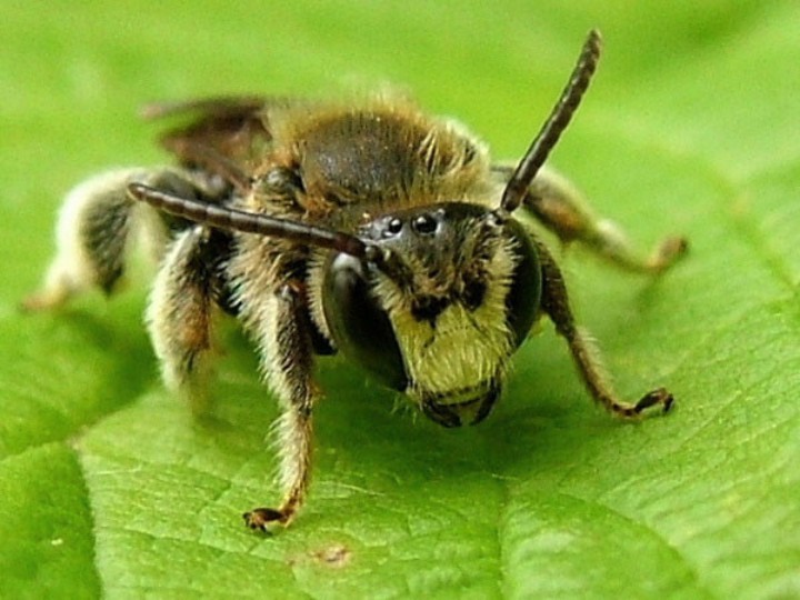 Oil-collecting bees (Macropis)