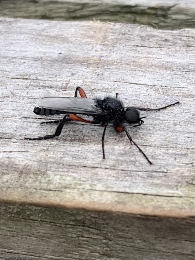 Red-thighed St Mark's fly