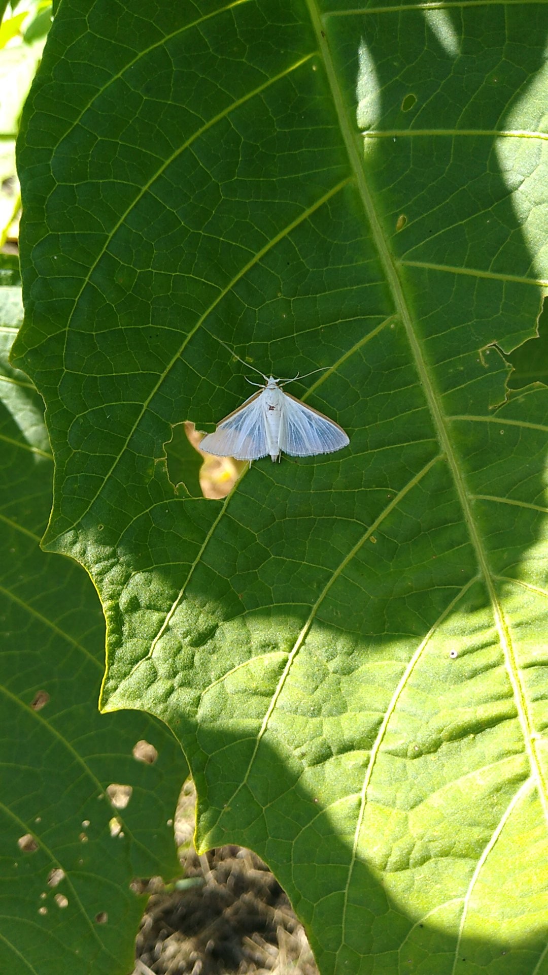 Diaphania (Diaphania)