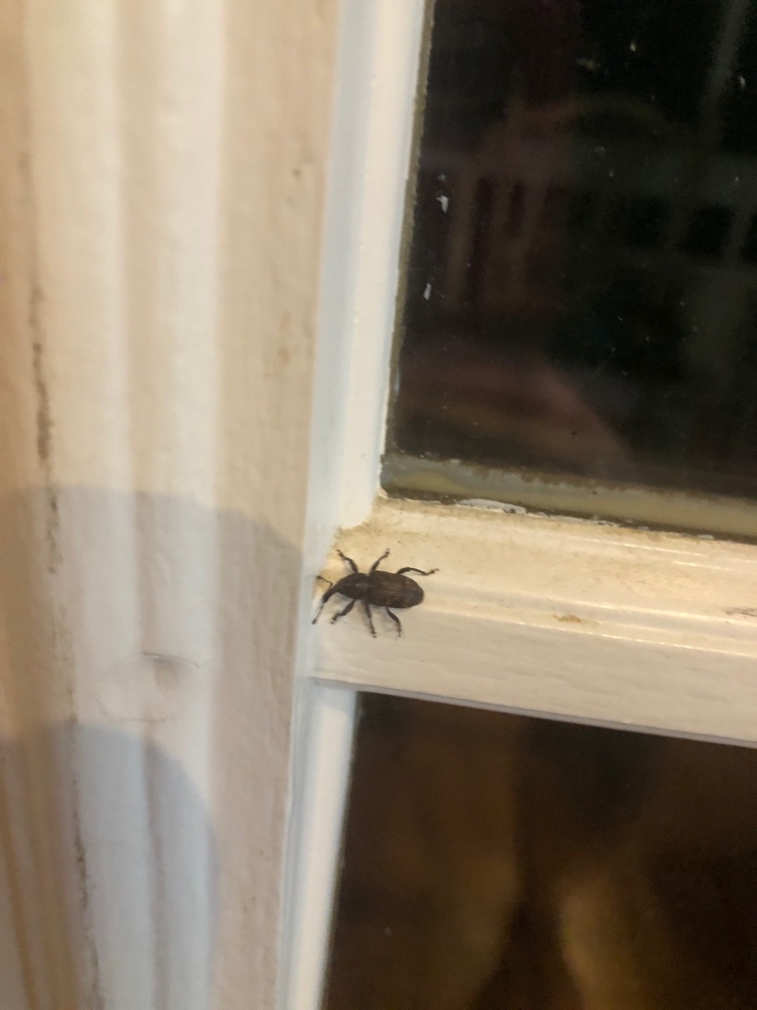 Pachylobius (Pachylobius)