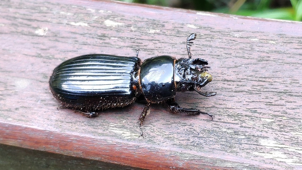 ゴーリーオバケクロツヤムシ (Proculus goryi) - Picture Insect