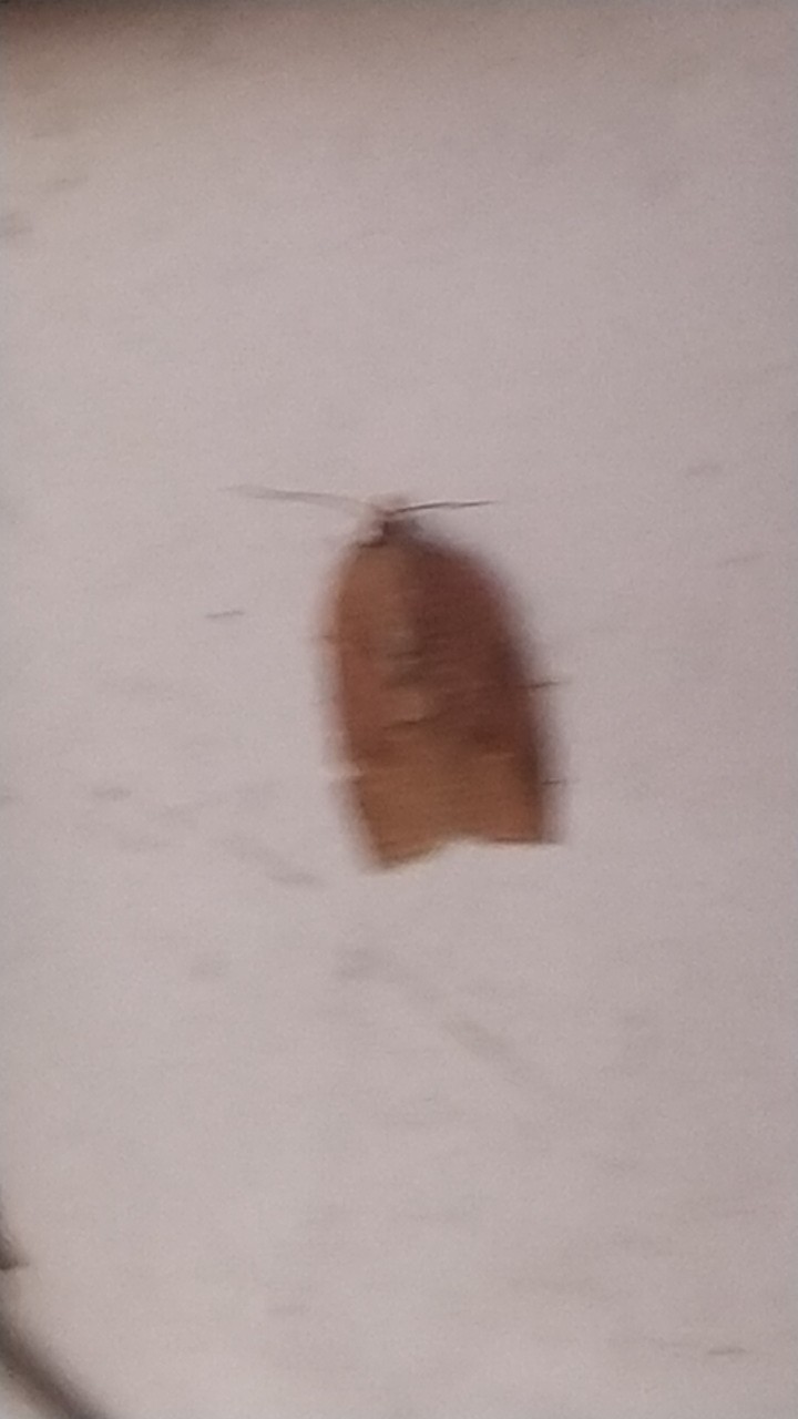 Sparganothoides (Sparganothoides) Picture Insect