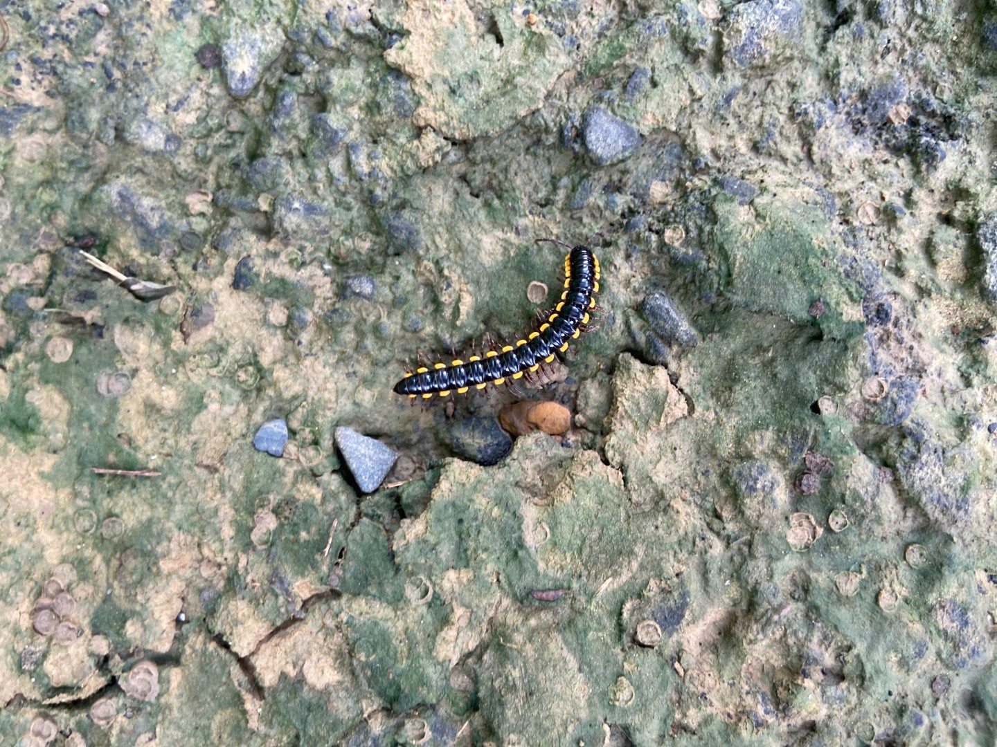 Anoplodesmus saussurii