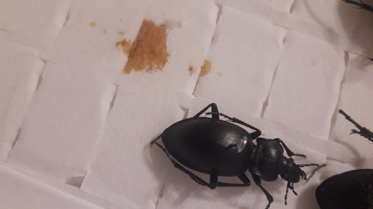 Smooth ground beetle