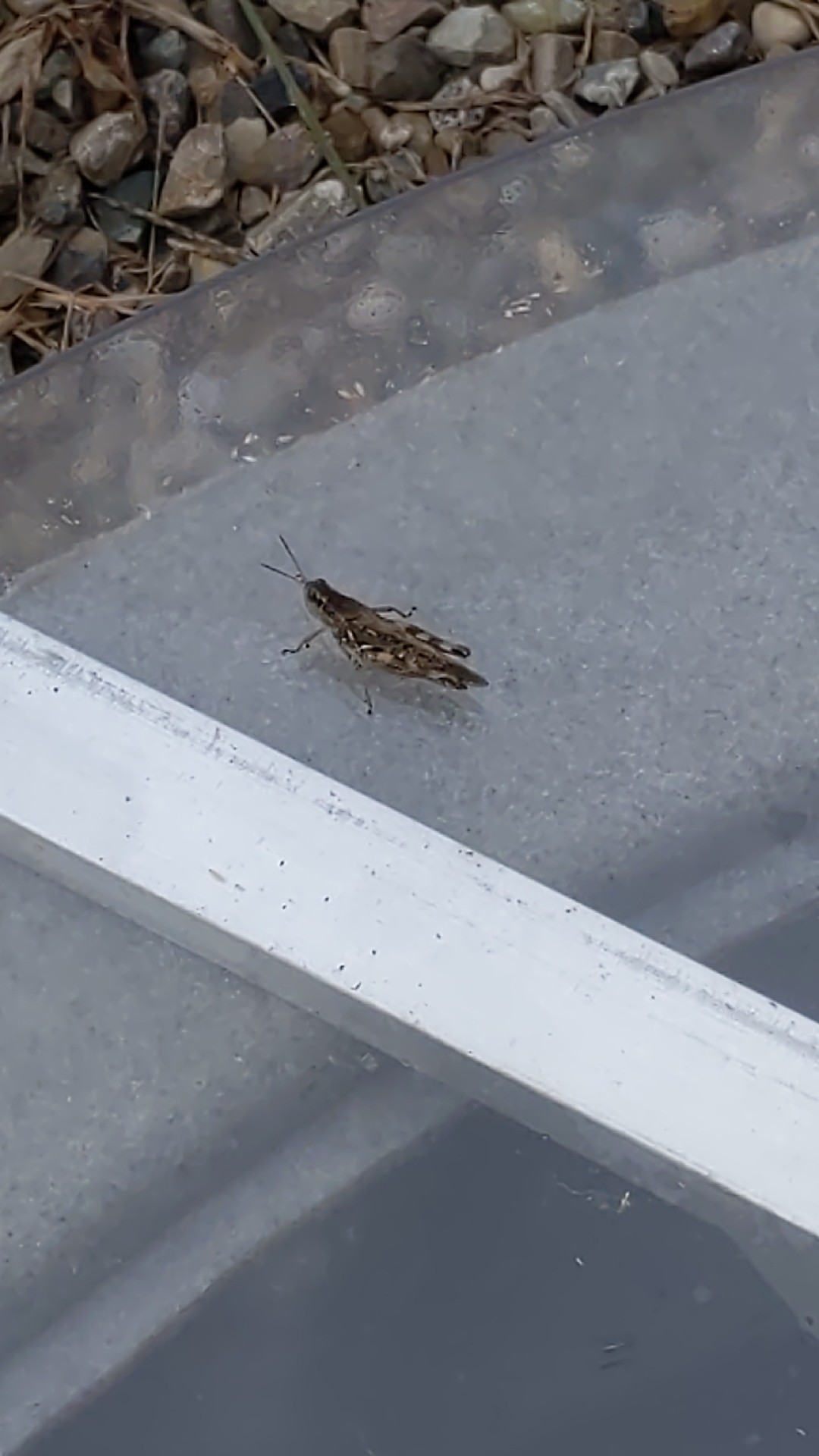 Ageneotettix (Ageneotettix)