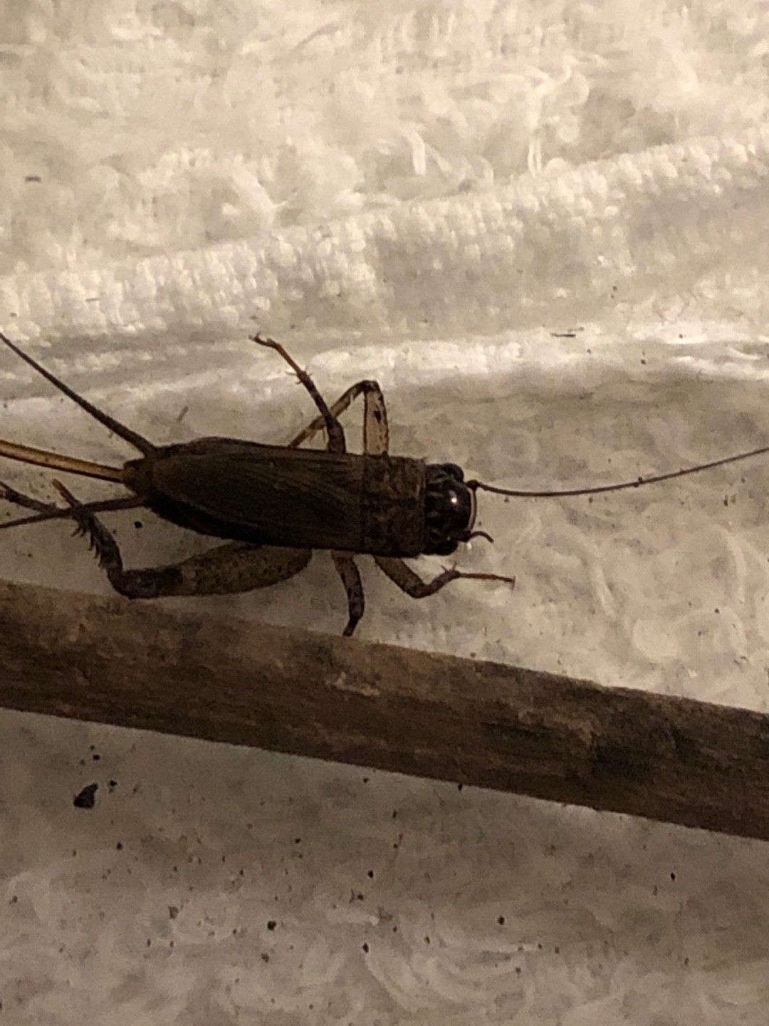 棺頭蟋屬 (Loxoblemmus)