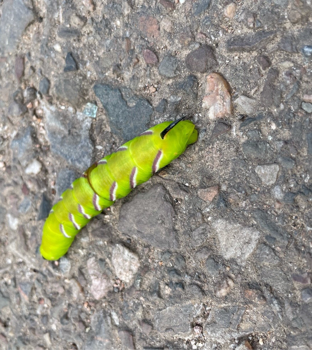 Sphinx drupiferarum (Sphinx drupiferarum) - Picture Insect