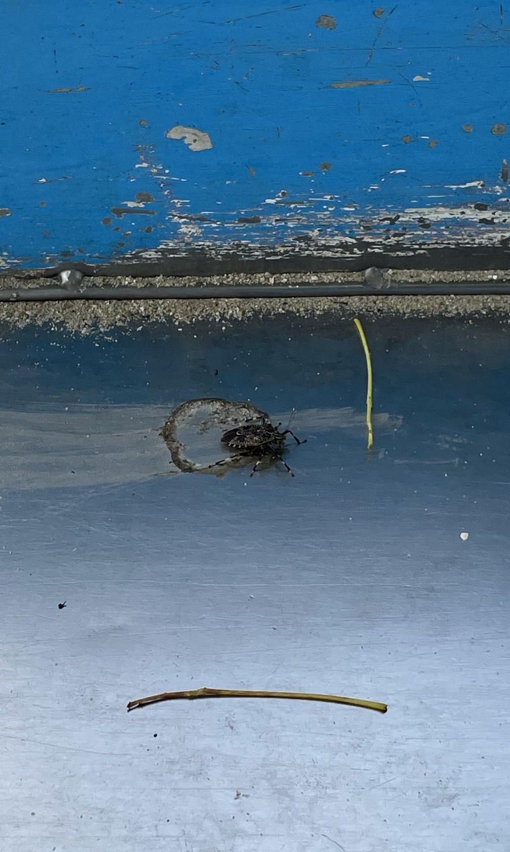 Eurystylus (Eurystylus)