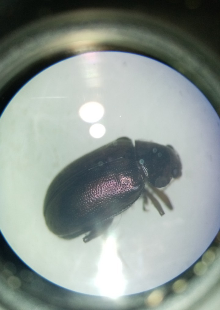 Dibolia borealis (Dibolia borealis) Picture Insect