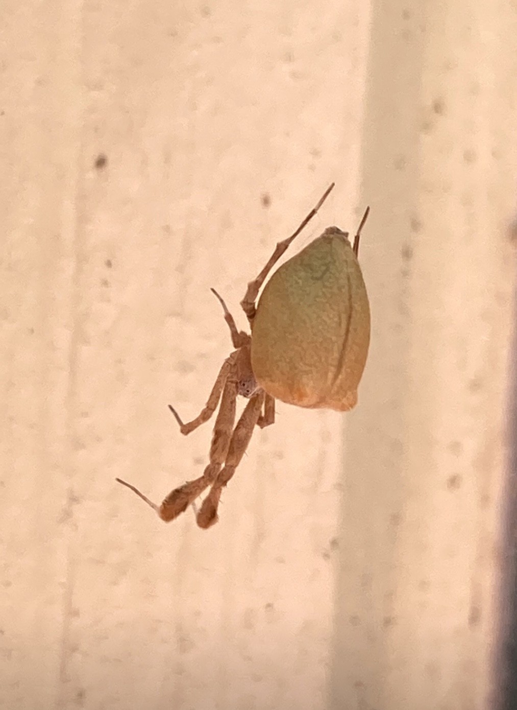 Araña patas plumosas (Uloborus)