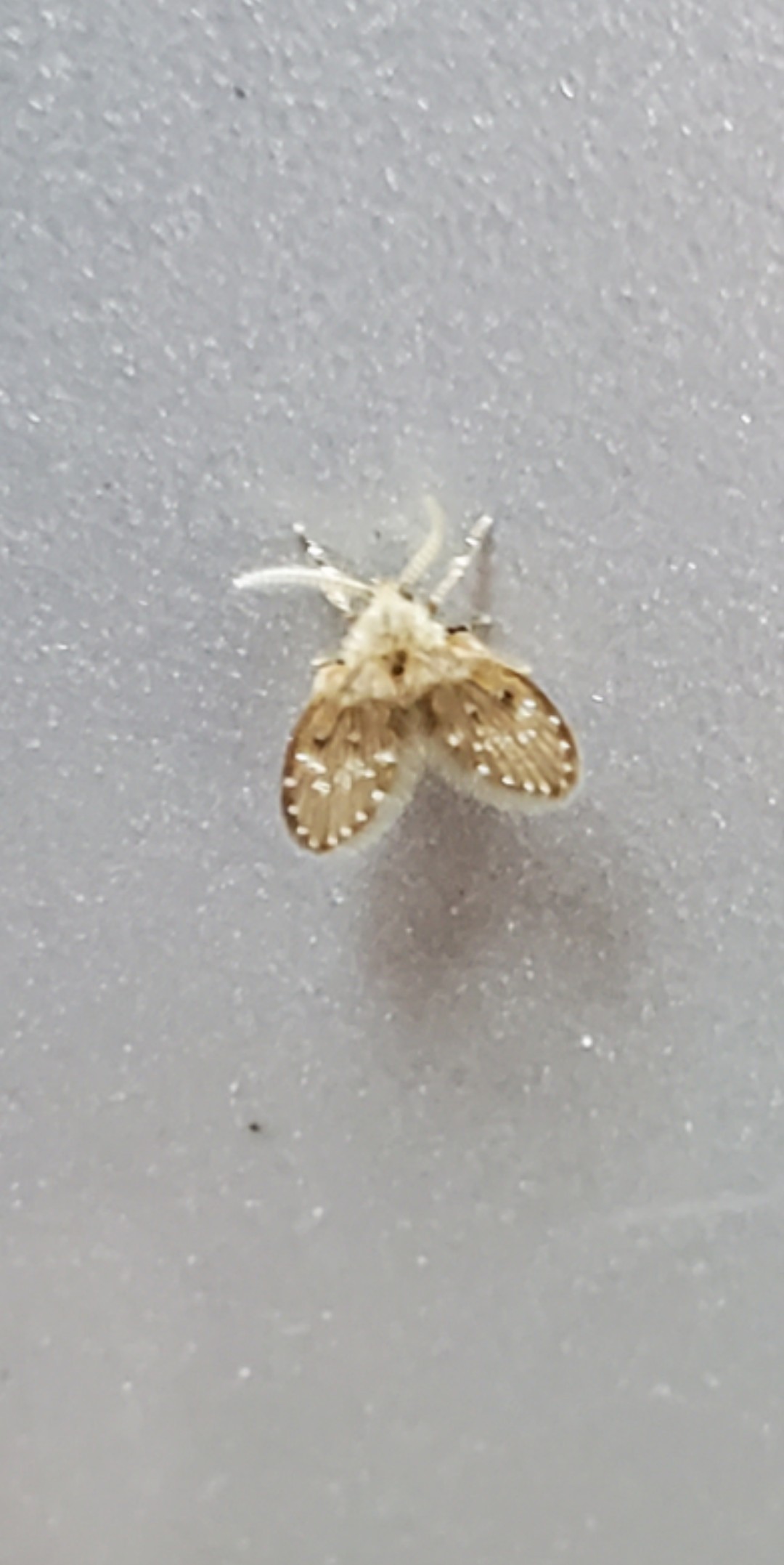 Lipocosma (Lipocosma)