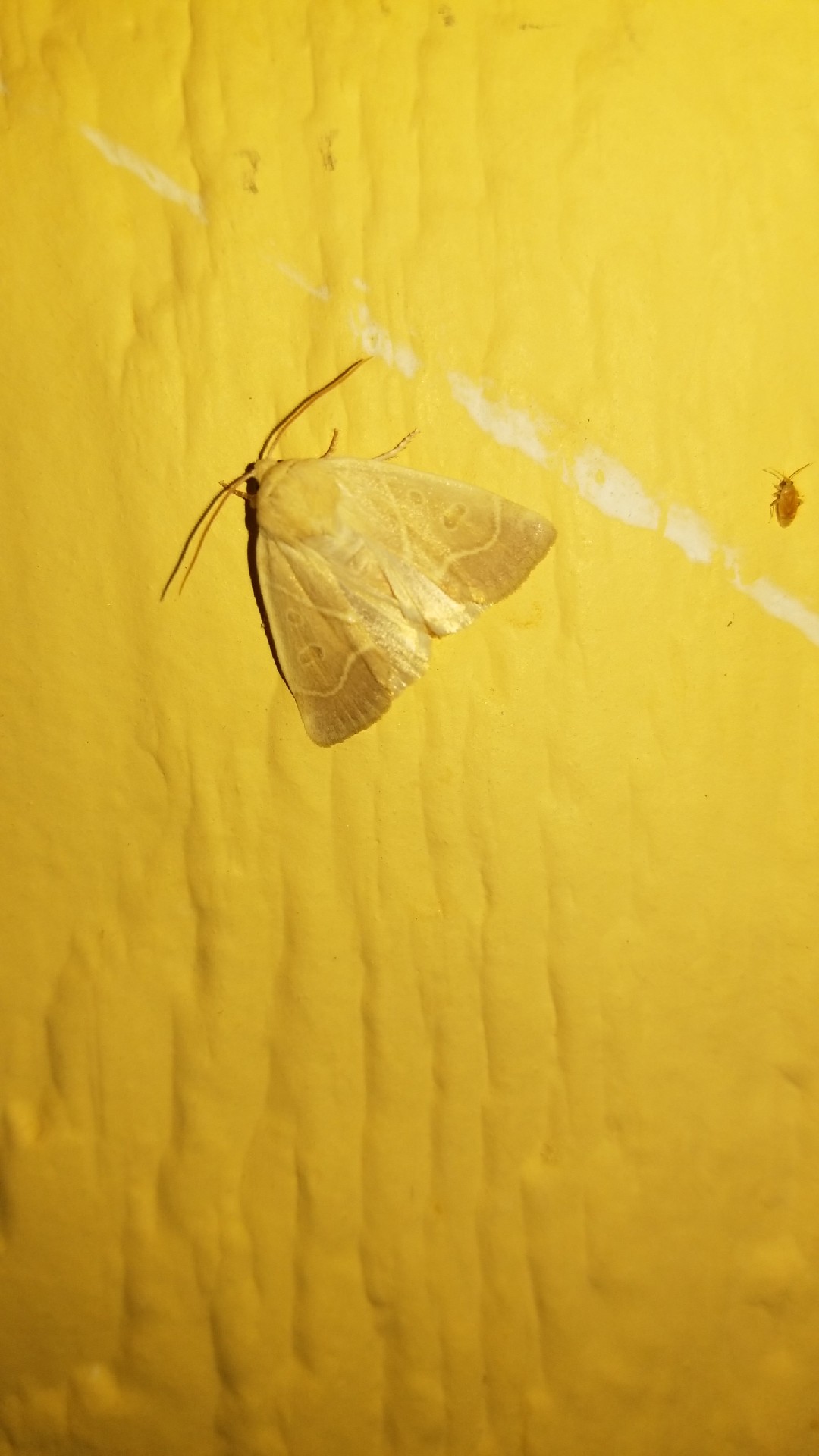 Even-lined sallow