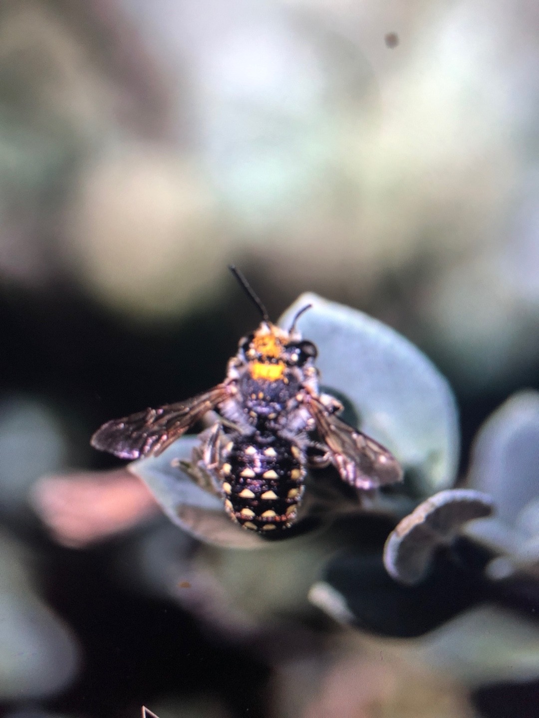 Anthidium maculosum