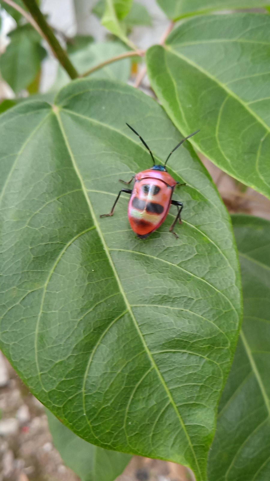 Coridius (Coridius)