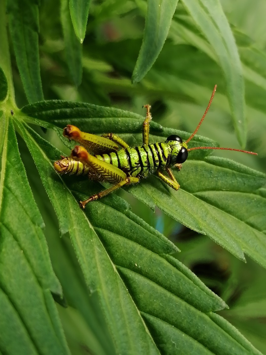 Ommatolampis (Ommatolampis)