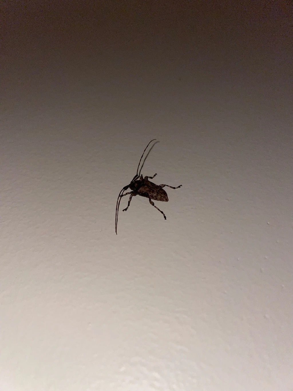 Astylopsis sexguttata (Astylopsis sexguttata) Picture Insect