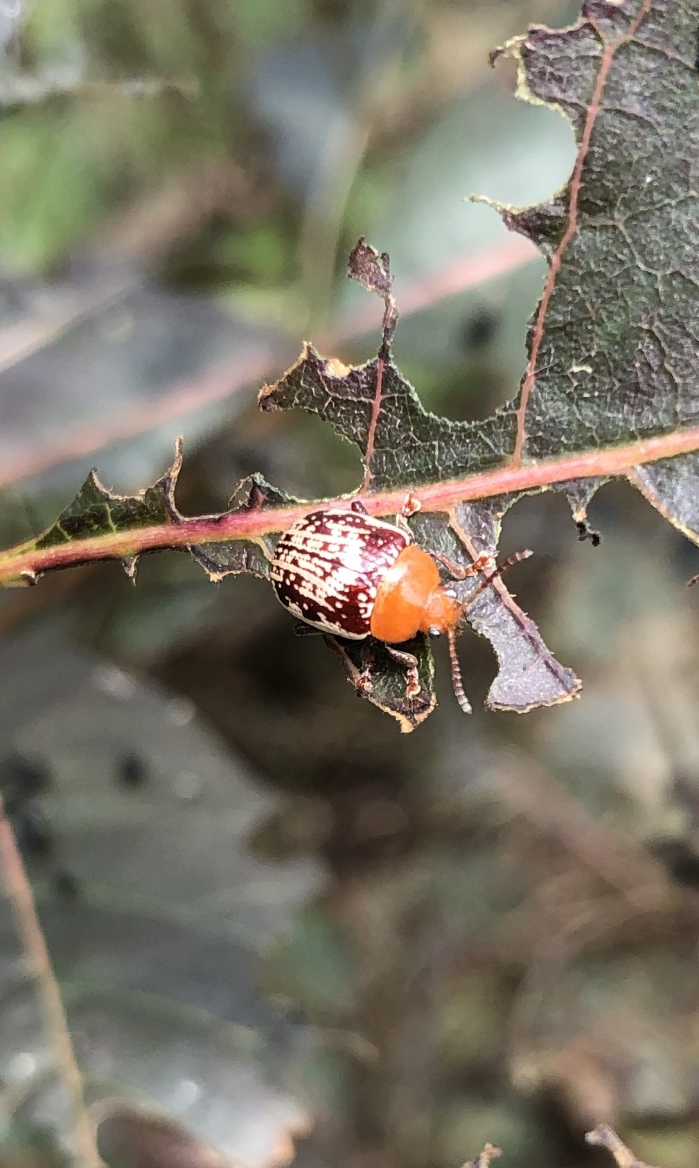 Blepharida (Blepharida) Picture Insect