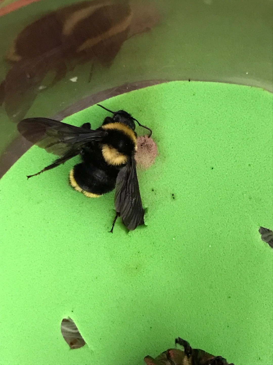 Bombus medius (Bombus medius) - Picture Insect