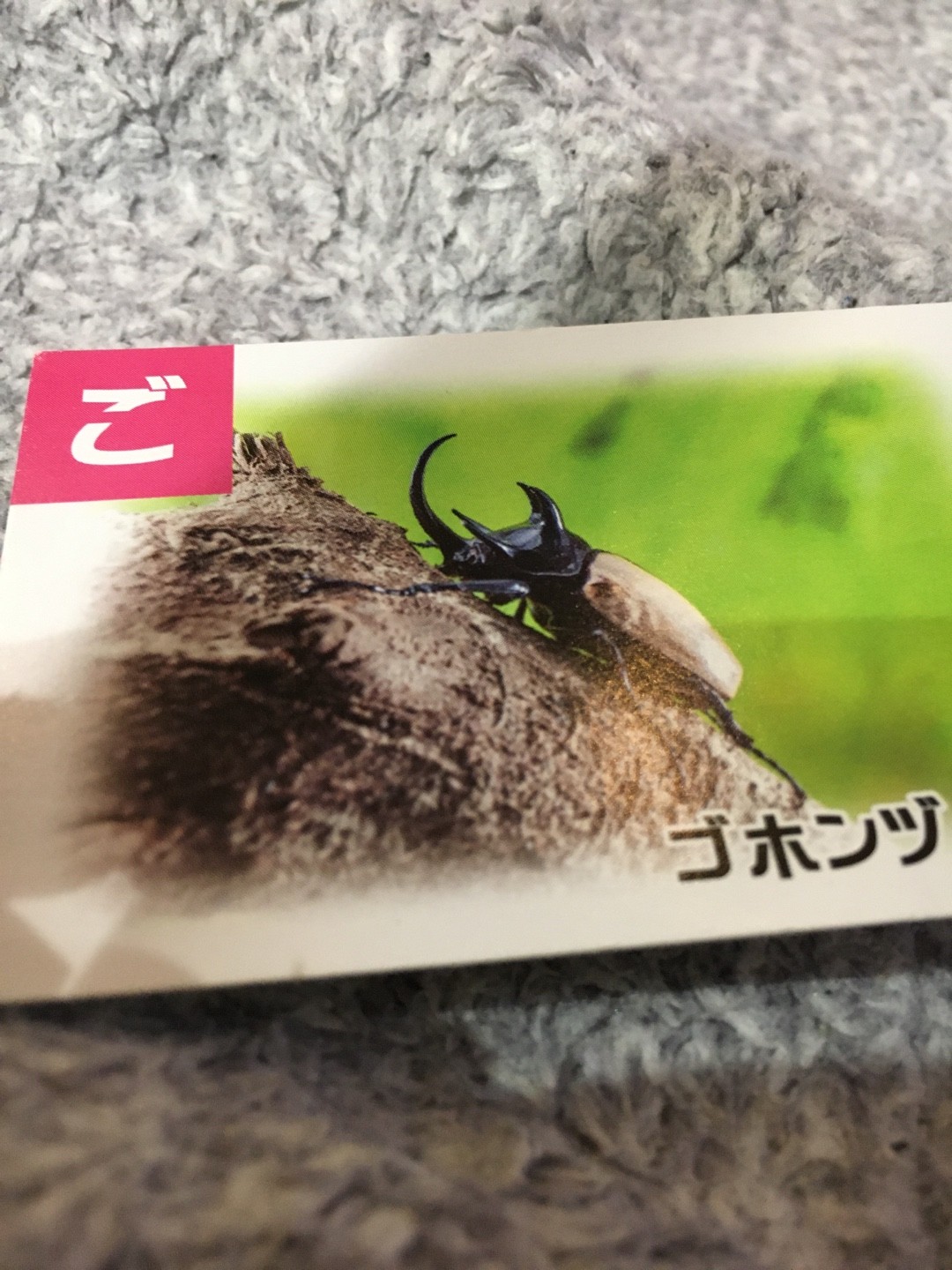 Eupatorus (Eupatorus) Picture Insect