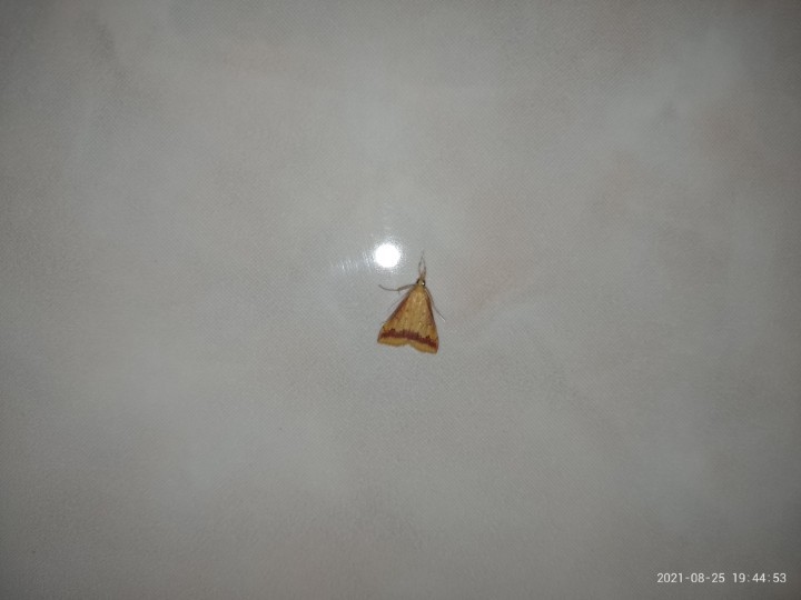 Hyalorista (Hyalorista)