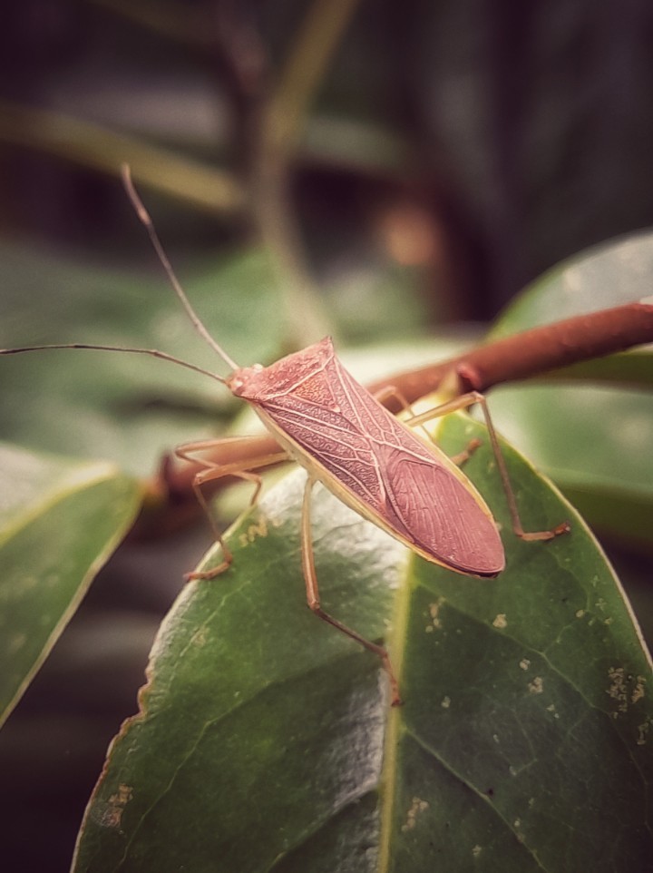 Paradasynus (Paradasynus)