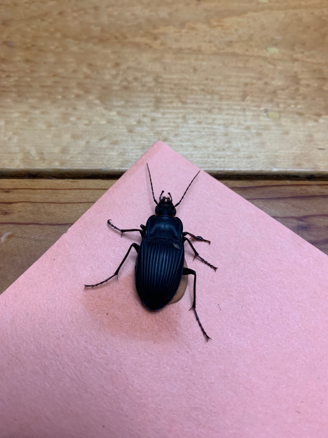 Notched-mouthed ground beetles (Dicaelus)
