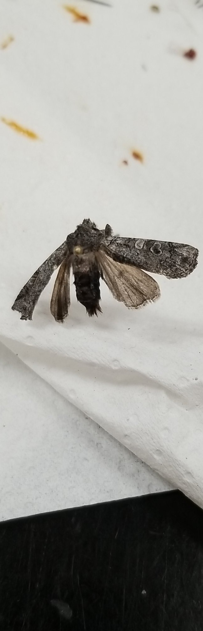 Litholomia (Litholomia)