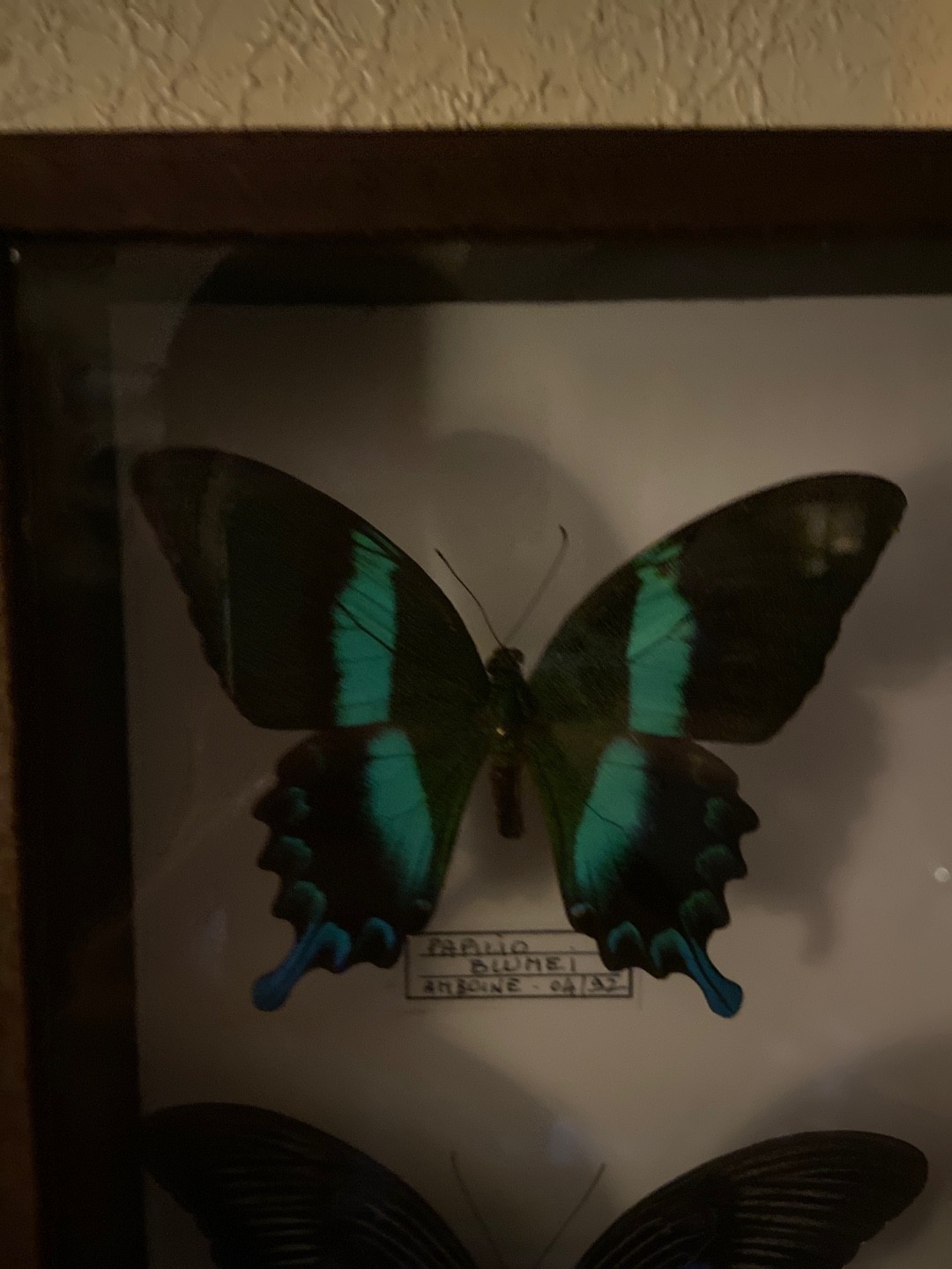 Peacock (Papilio blumei) - Picture Insect
