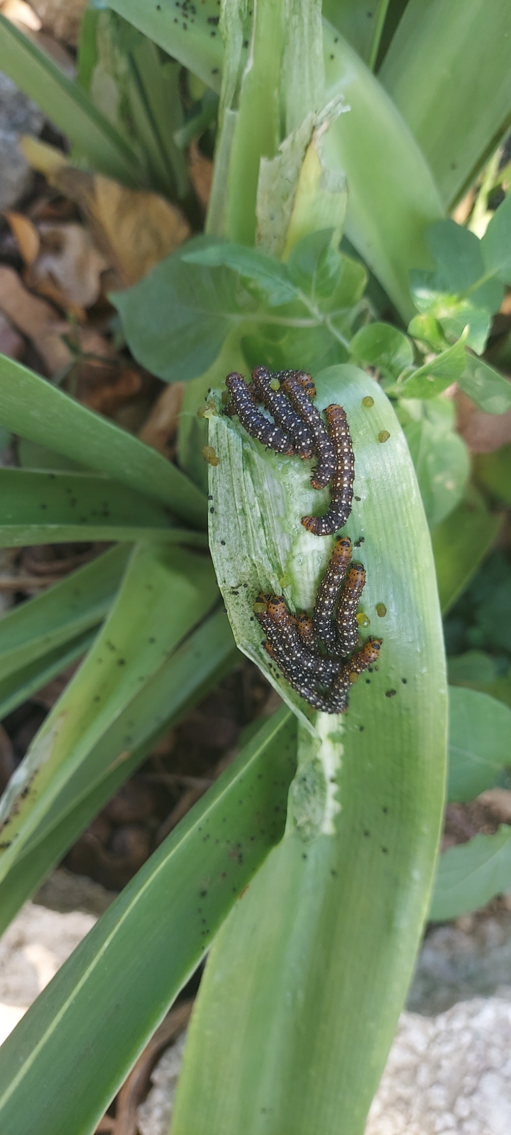 Omphalocera (Omphalocera)