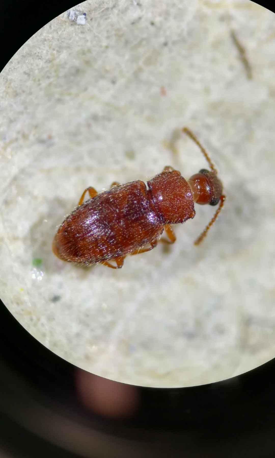 Atomaria lewisi (Atomaria lewisi) Picture Insect
