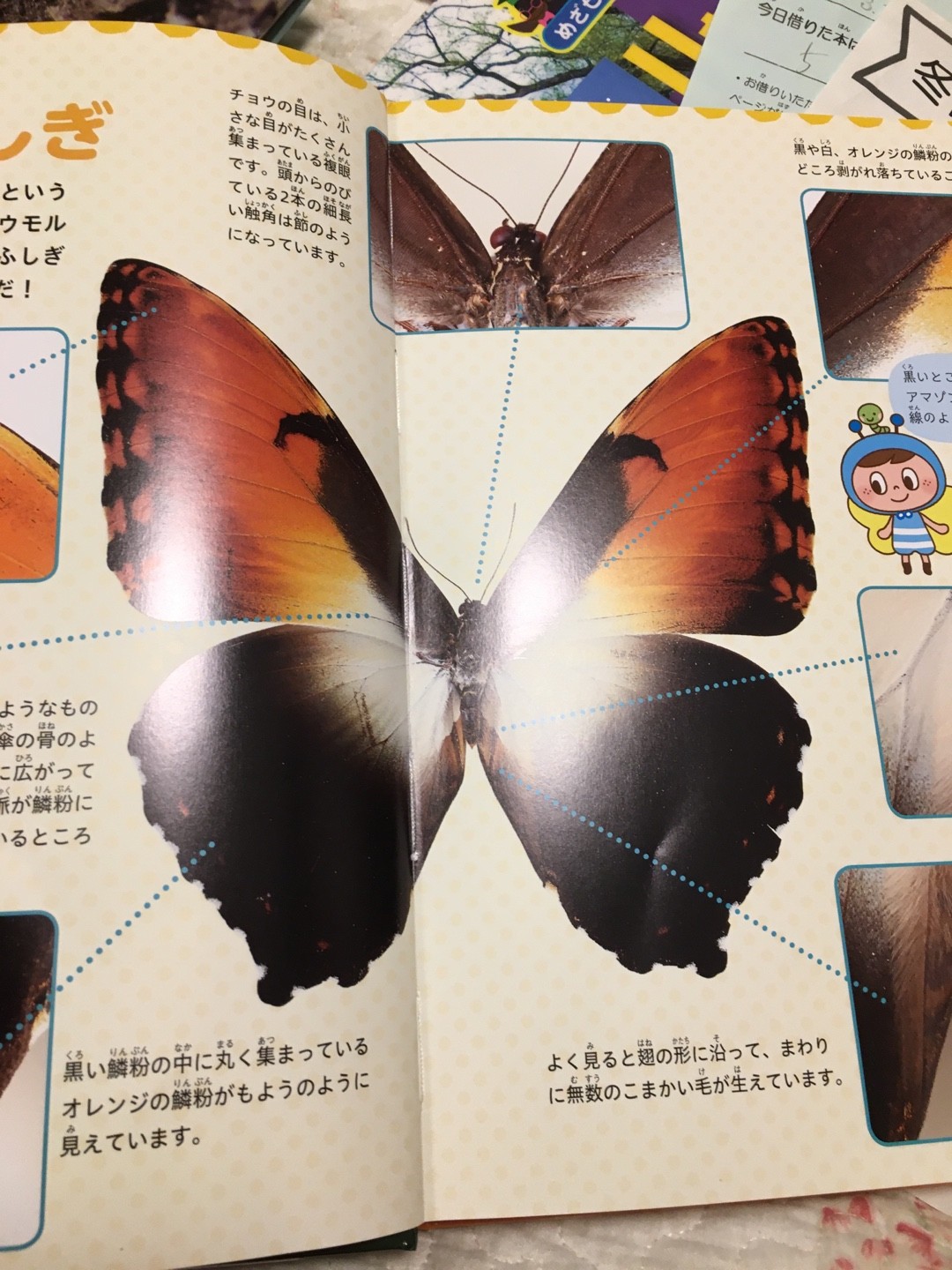 タイヨウモルフォ (Morpho hecuba) - Picture Insect