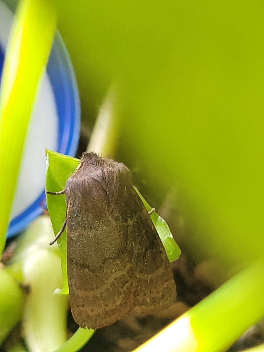 Homoglaea (Homoglaea)