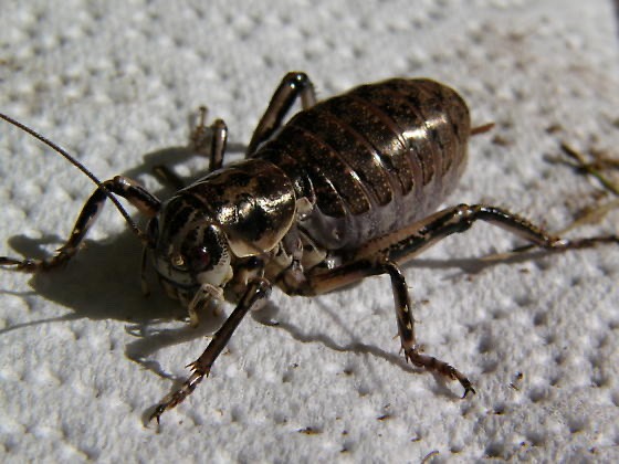 Hump-winged grigs (Cyphoderris)