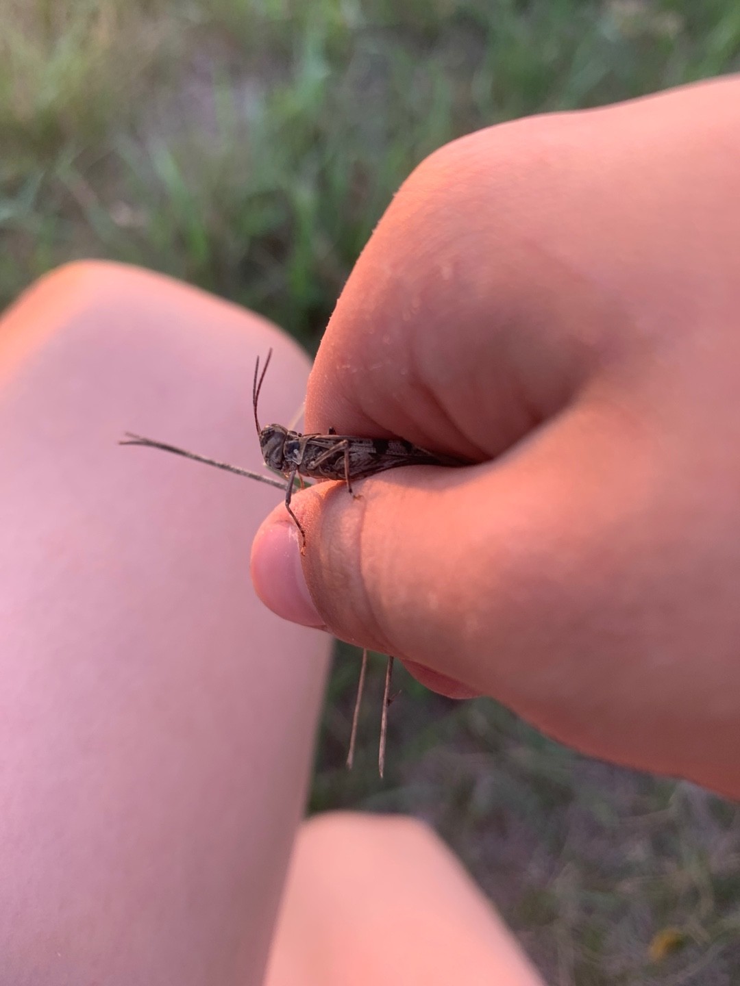 Trachyrhachys (Trachyrhachys)