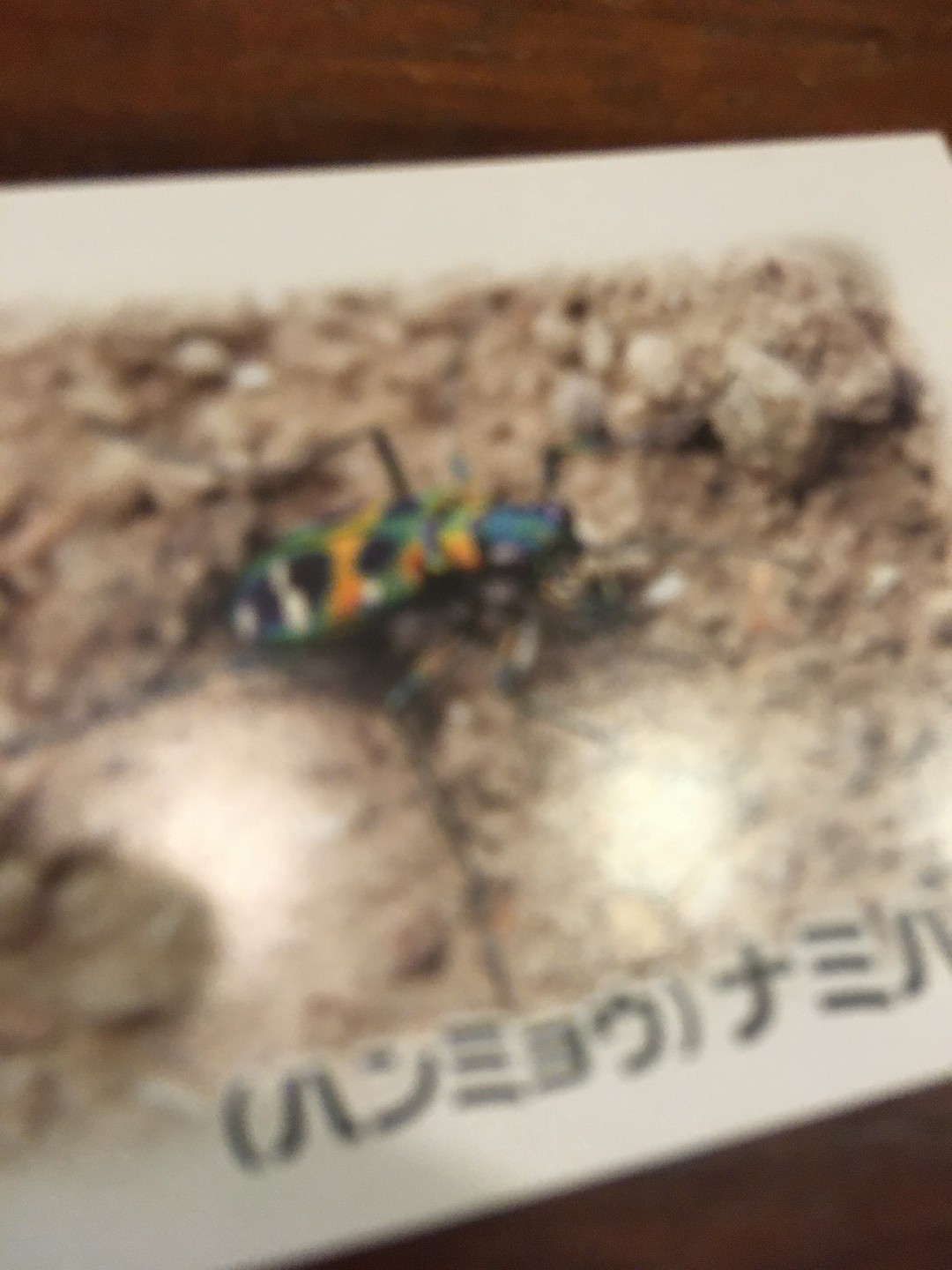 Cosmodela duponti