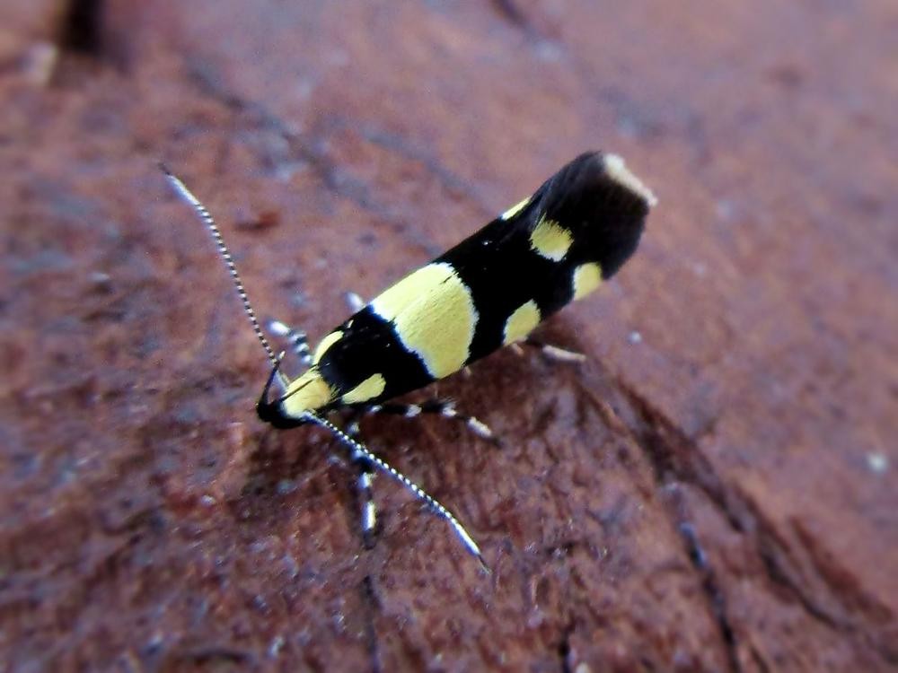 Eratophyes amasiella (Eratophyes amasiella) Picture Insect