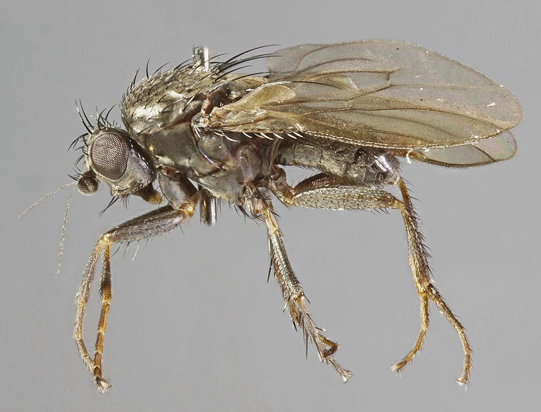 Leptocera (Leptocera) Picture Insect