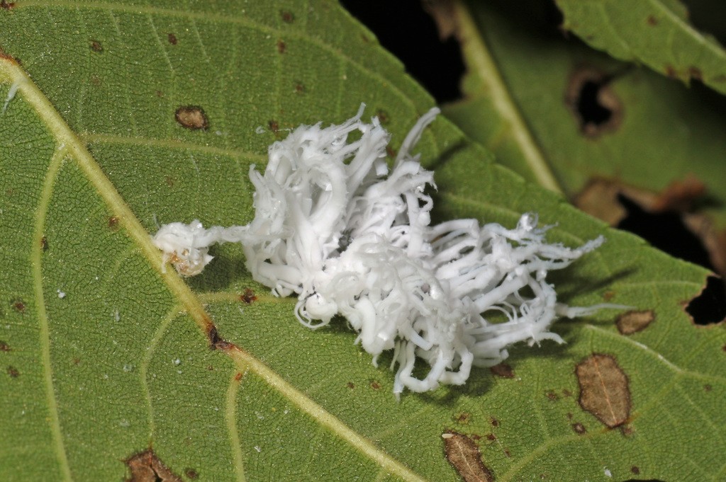 Eriocampa (Eriocampa) - Picture Insect