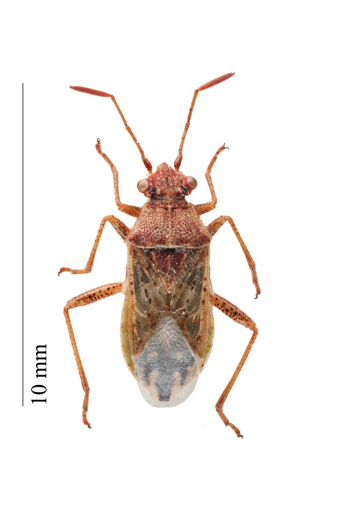 Rhopalus parumpunctatus (Rhopalus parumpunctatus) Picture Insect