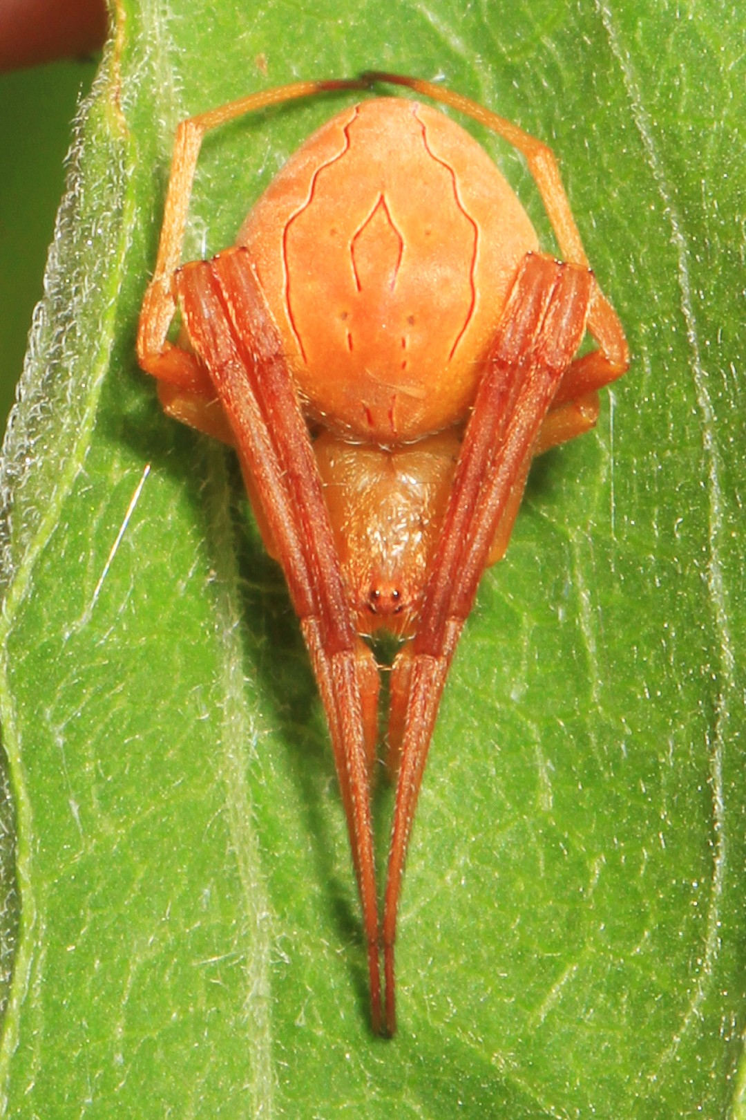 Acacesia hamata (Acacesia hamata) Picture Insect