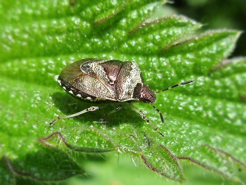 Eysarcoris (Eysarcoris) Picture Insect