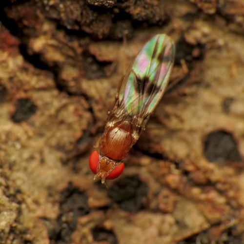 Chymomyza (Chymomyza) Picture Insect