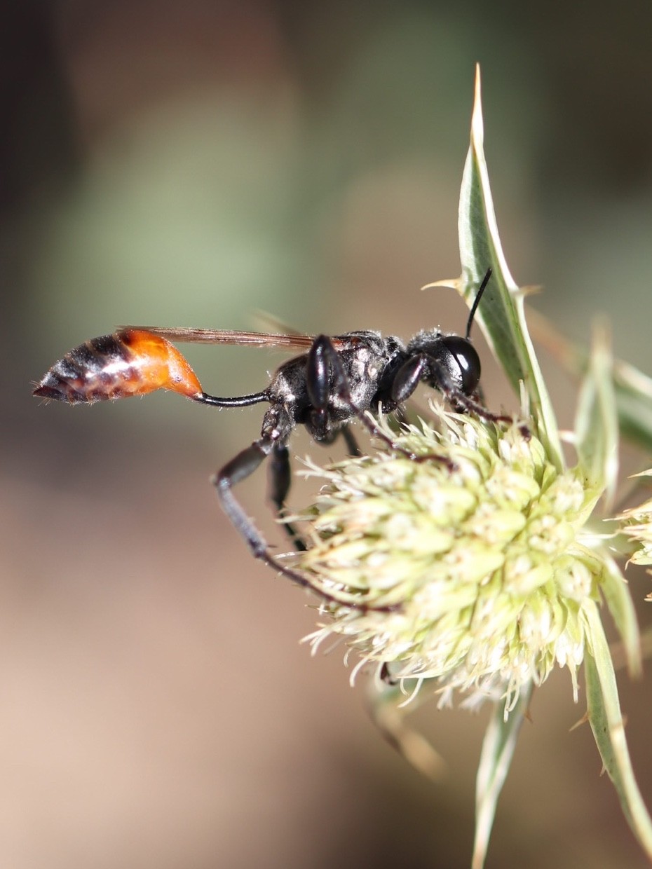 Ammophila procera (Ammophila procera) Picture Insect