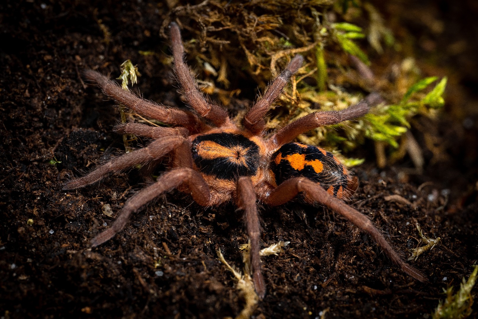Pumpkin patch tarantula