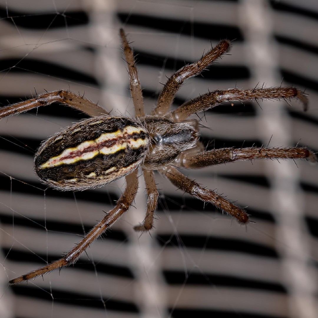 Grass neoscona spider