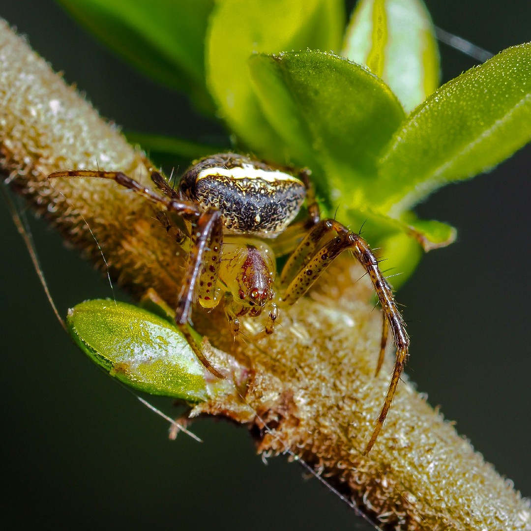 Araneus miniatus (Araneus miniatus) - Picture Insect