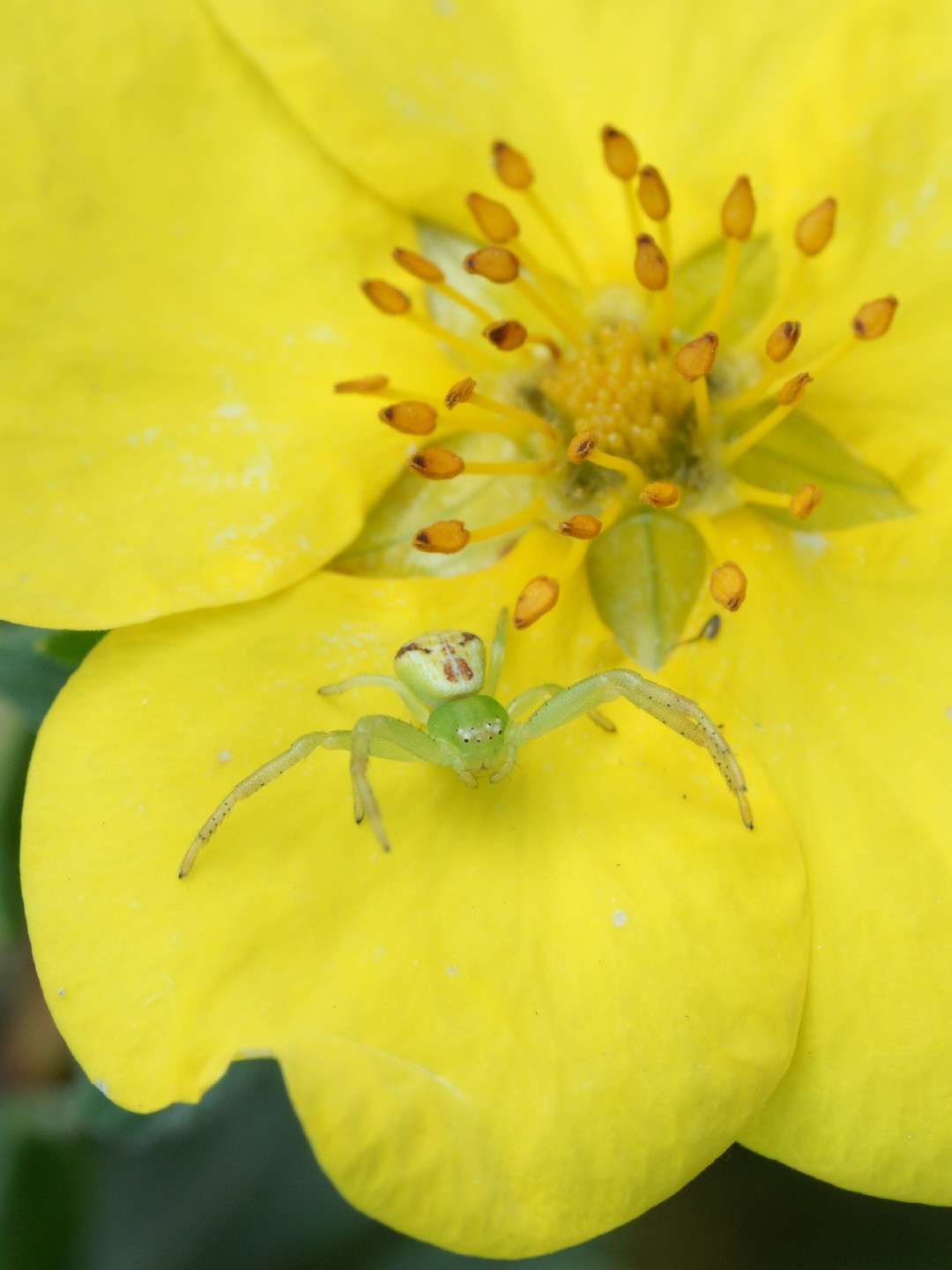 Ebrechtella (Ebrechtella) Picture Insect