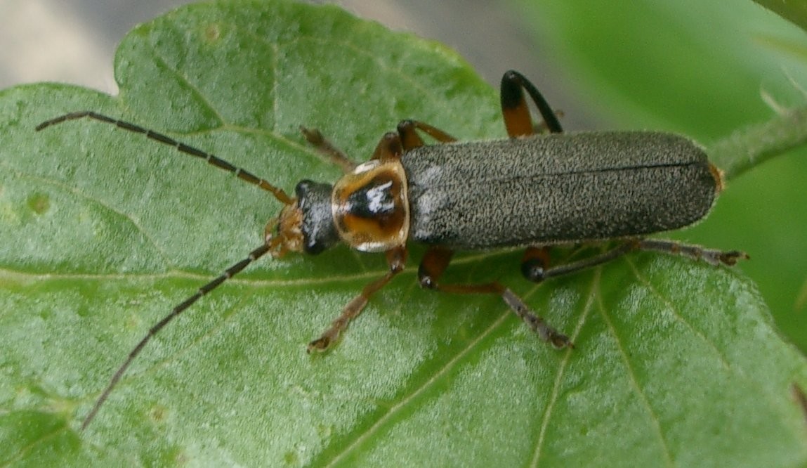 Cantharis nigricans (Cantharis nigricans) Picture Insect