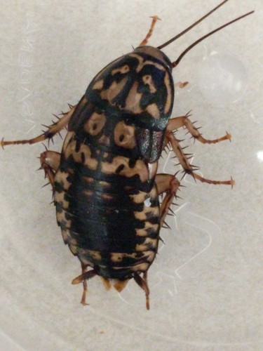 Neostylopyga rhombifolia (Neostylopyga rhombifolia) Picture Insect